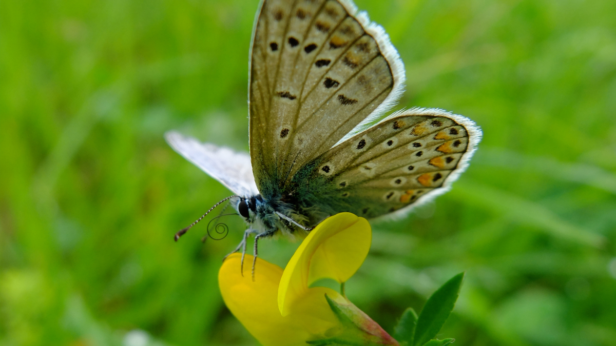 Butterfly