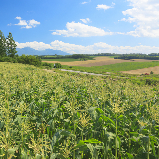 Protected Cropland
