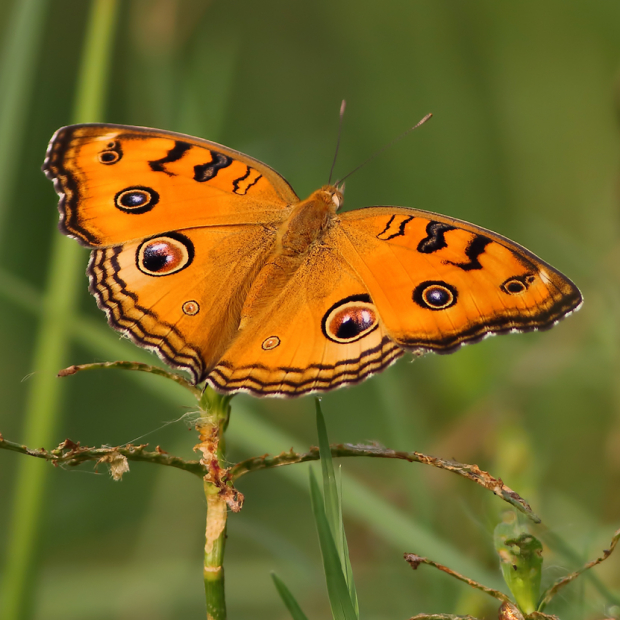 Sachdaten der ökologischen Ausgleichsflächen