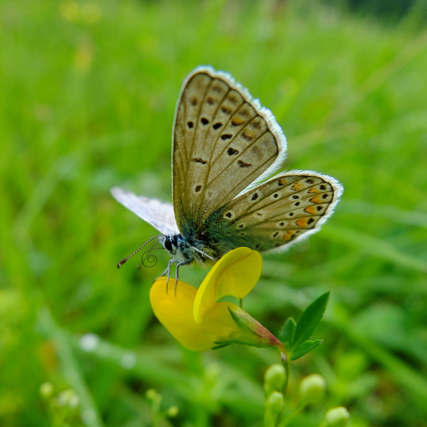 Aktionsplan Biodiversität