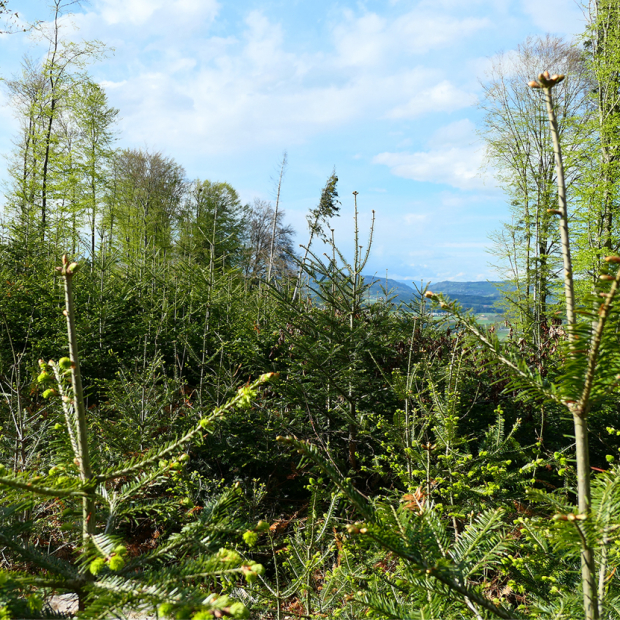 Evaluation des vierten Landesforstinventars