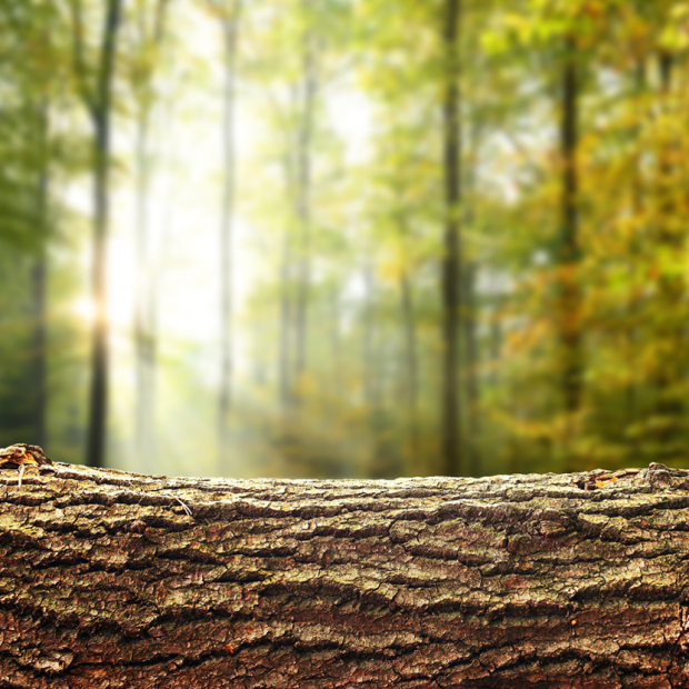 Speicherwirkung Aargauer Wald